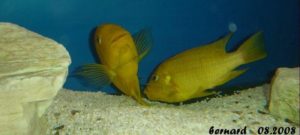 Read more about the article Petrochromis sp. Moshi Yellow – piękna ryba z trudnym charakterem
