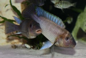 Read more about the article Petrochromis orthognathus Ikola