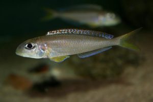 Read more about the article Xenotilapia flavipinnis. Poll 1985