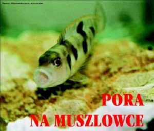 Read more about the article Pora na muszlowce