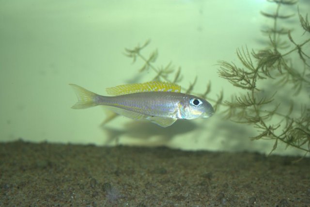 Read more about the article Xenotilapia flavipinnis