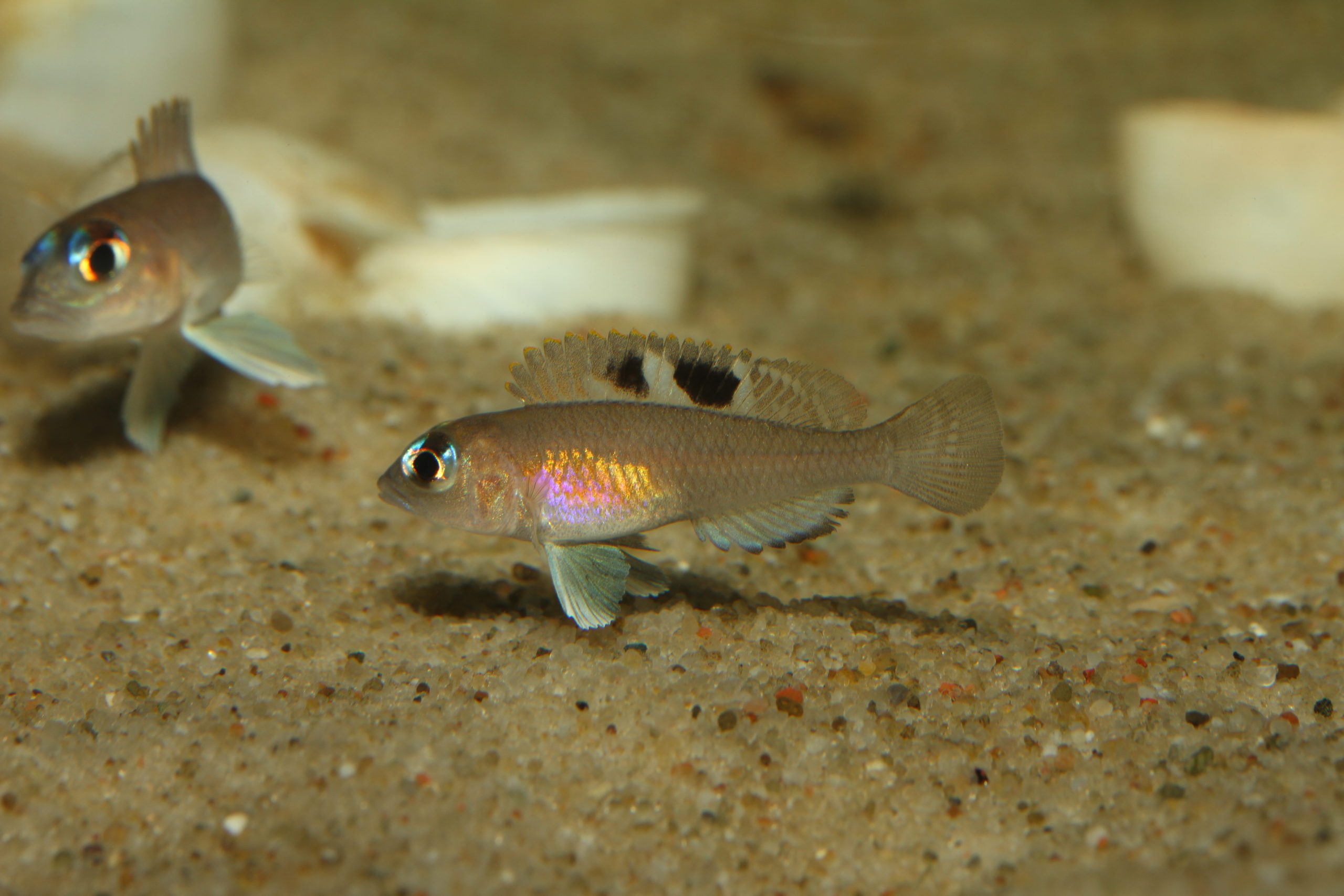 Read more about the article Lamprologus kungweensis