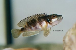 Read more about the article Lamprologus meleagris