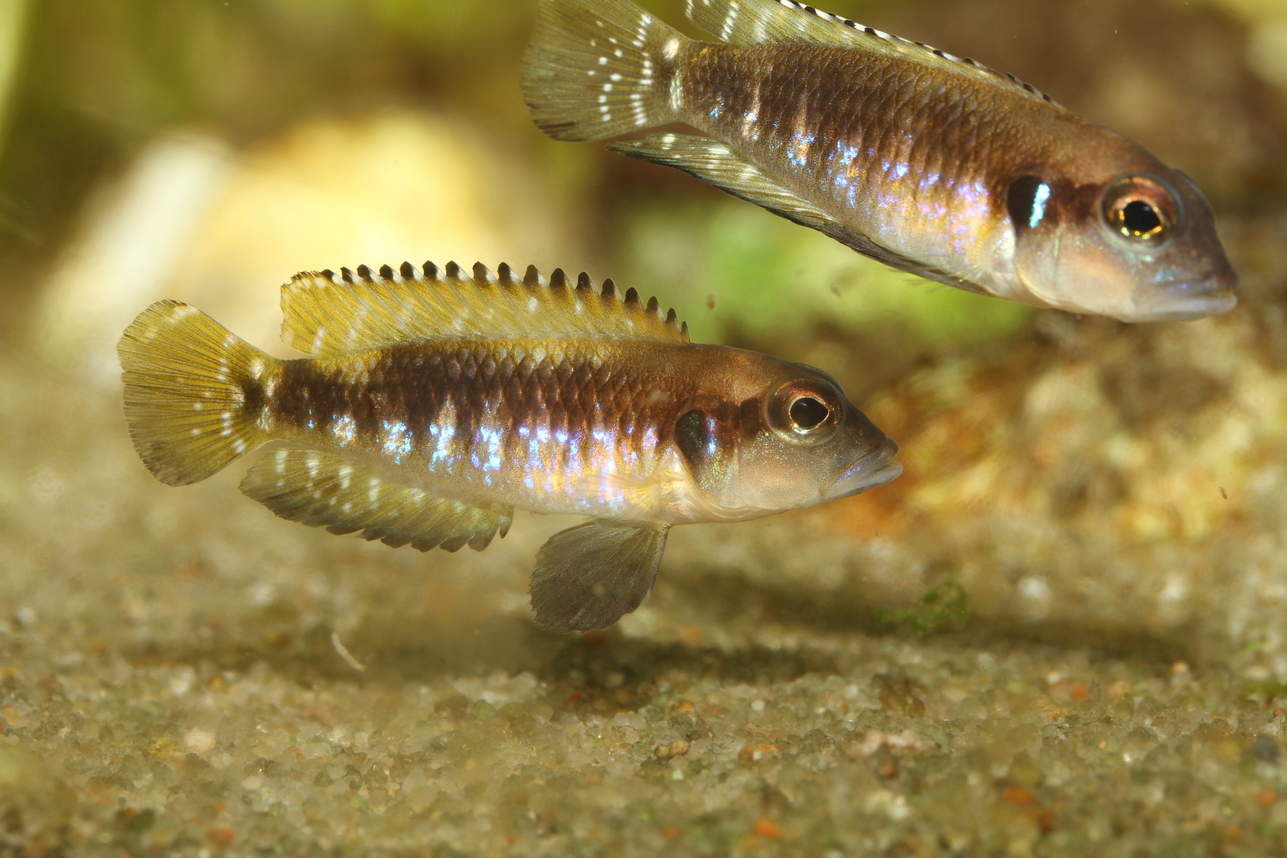 Read more about the article Lamprologus speciosus Kiziki