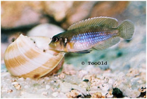 Read more about the article Lamprologus  ocellatus