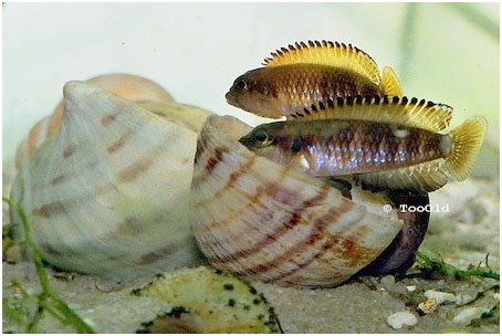 Read more about the article Lamprologus  speciosus