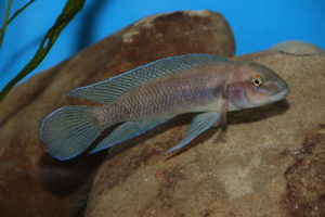 Read more about the article Chalinochromis cyanophleps Kipili