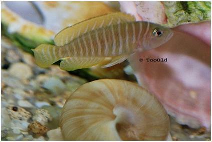 Read more about the article Neolamprologus similis