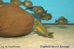 Read more about the article Rodzaj Tropheus – zachowanie i pielęgnacja w akwarium. Część 2. Obserwacje własne.