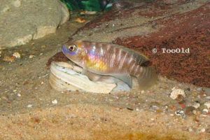 Read more about the article Neolamprologus brevis